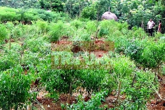 Miscreants ransacked chilly filed at Kamalpur: Hopeless farmer filed case with police Miscreants ransacked chilly filed at Kamalpur: Hopeless farmer filed case with police